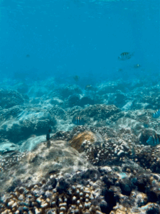 Snorkeling en Isla Espíritu Santo